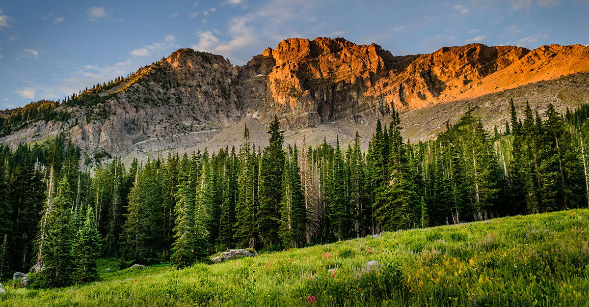 Forest with Rocky Mountains in the background