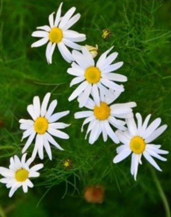 Scentless Chamomile