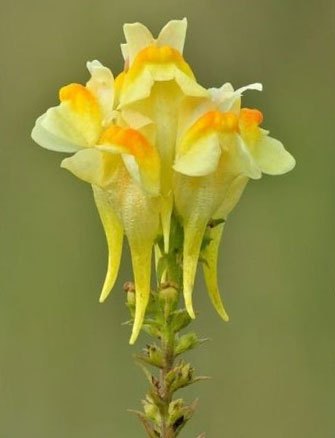 a closeup of yellow flowers atop a green stem