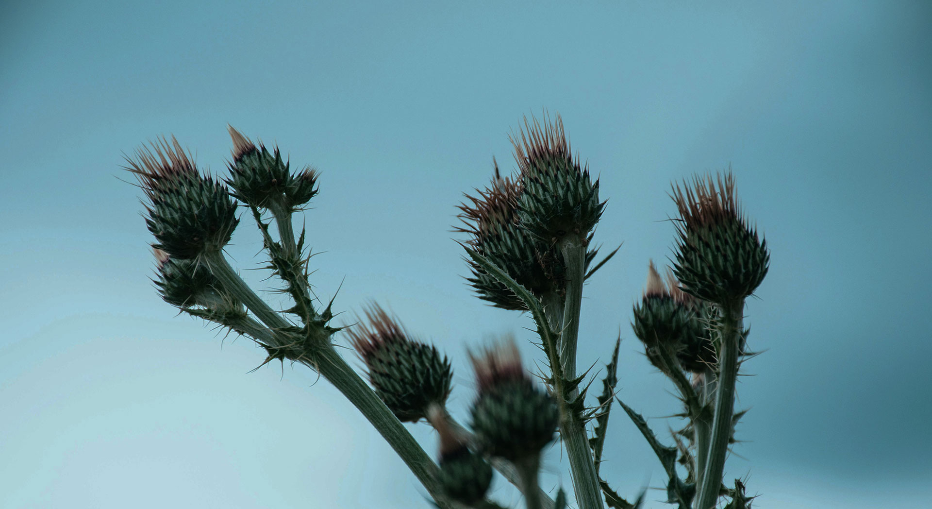 A thistle plant