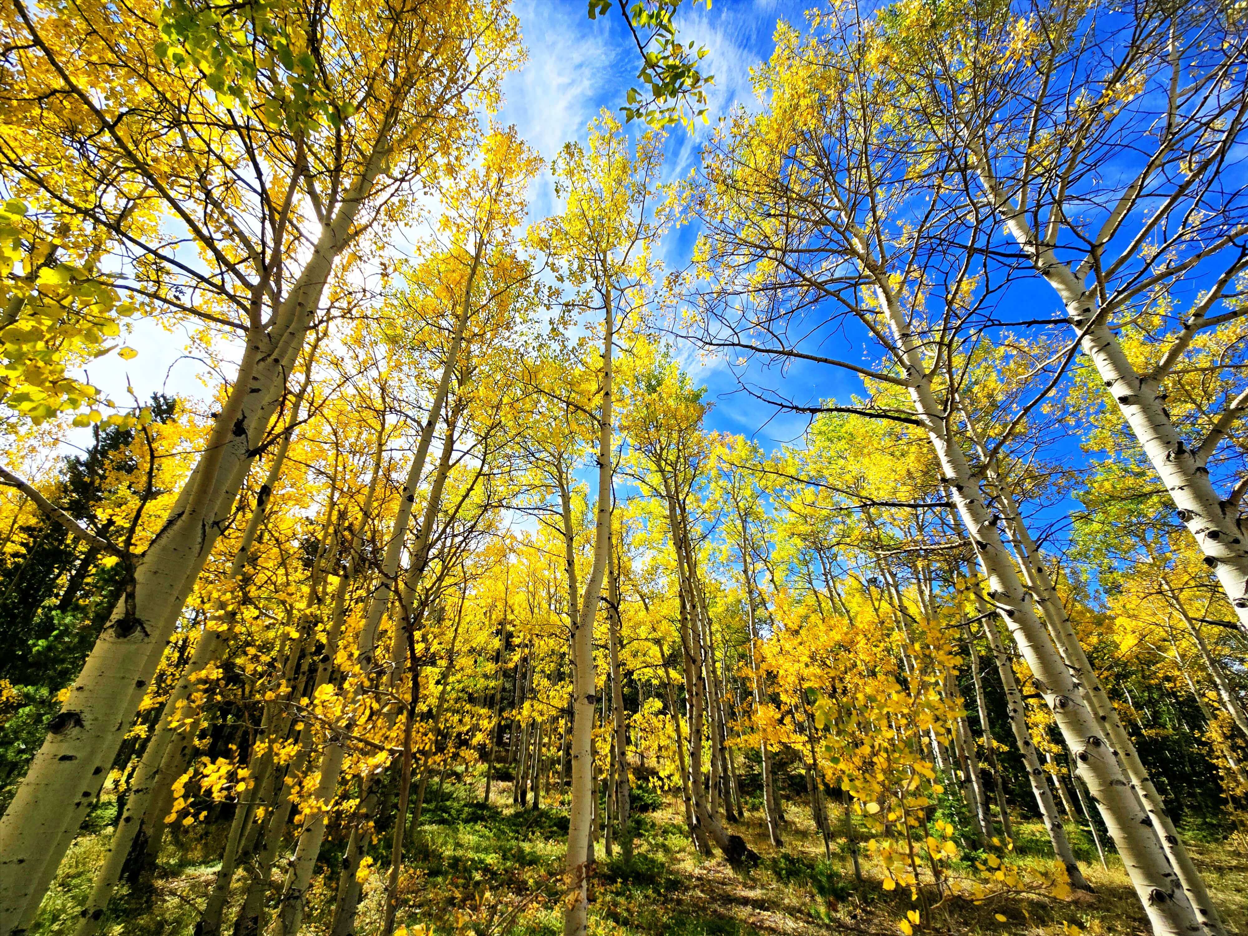 A grove of tall aspen trees with bright yellow fall leaves against a vivid blue sky, with sunlight filtering through the canopy.