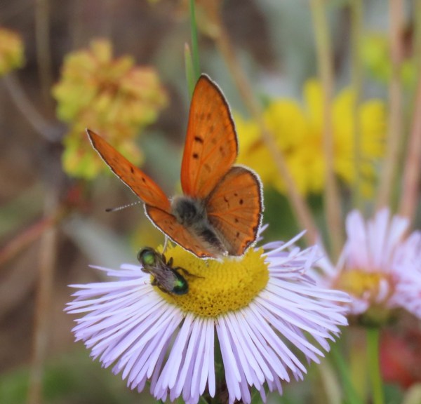 An orange butterfly rests on the yellow center of a purple daisy-like flower while a small metallic-green bee feeds beside it.
