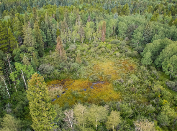 drone photo of a marshy wetland surrounded by conifer trees and aspen trees