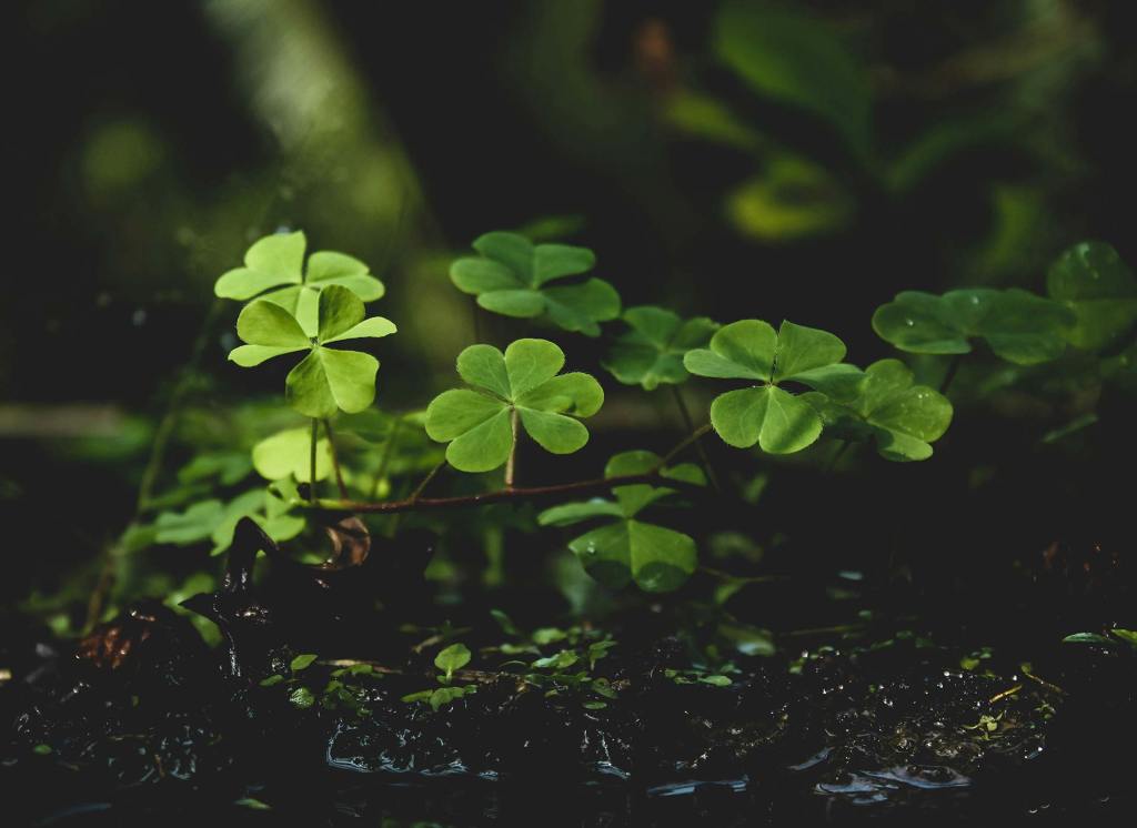 A green clover plant
