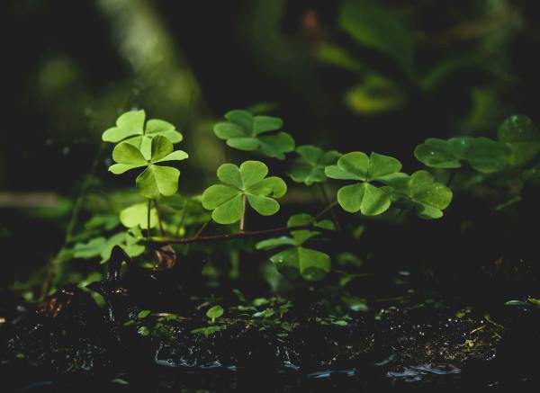 A green clover plant