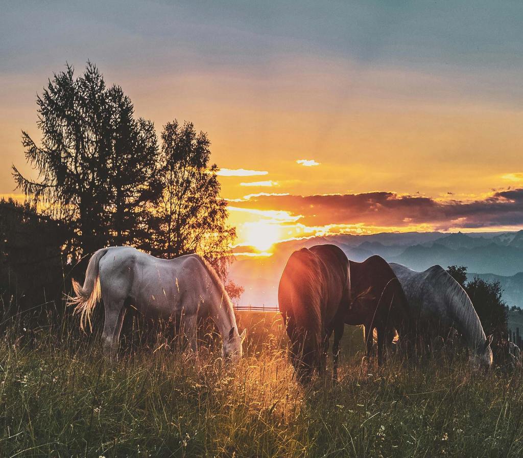 A group of horses gather to eat grass before sunset
