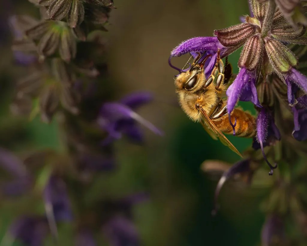 A bee rests on a purple flower