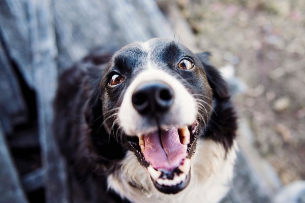 Closeup of a cattle dog