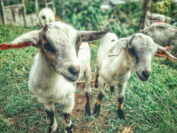 A group of goats