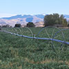 irrigation in field