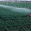 irrigation in field