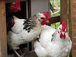 chicken breeds for egg production