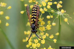 Western Yellowjacket Wasp - Photo by Whitney Cranshaw