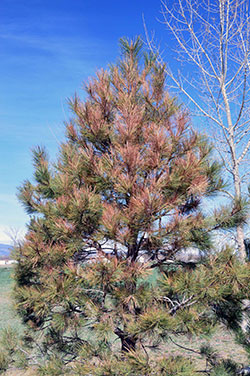 winter drying of Austrian pine - photo by Bill Ciesla