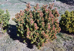 winter drying of mugo pine - photo by Bill Ciesla