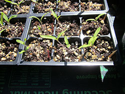 Grafting tomatoes - Photo by Susan Perry