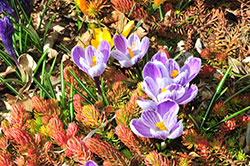 Bulbs for Fall Planting - CSU Extension - Colorado State University