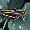 Grasshopper Control in Gardens and Small Acreages