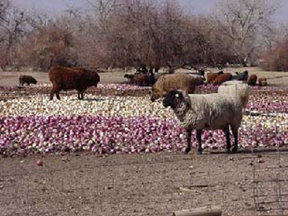 Evaluation of Grass Clippings as a Feed Source for Sheep
