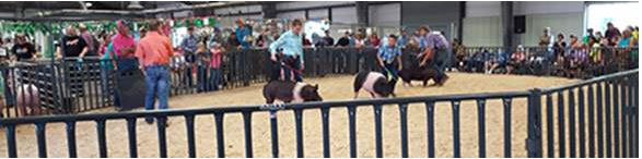 Hog Showmanship at Arapahoe County Fair