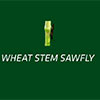 Wheat Stem Sawfly