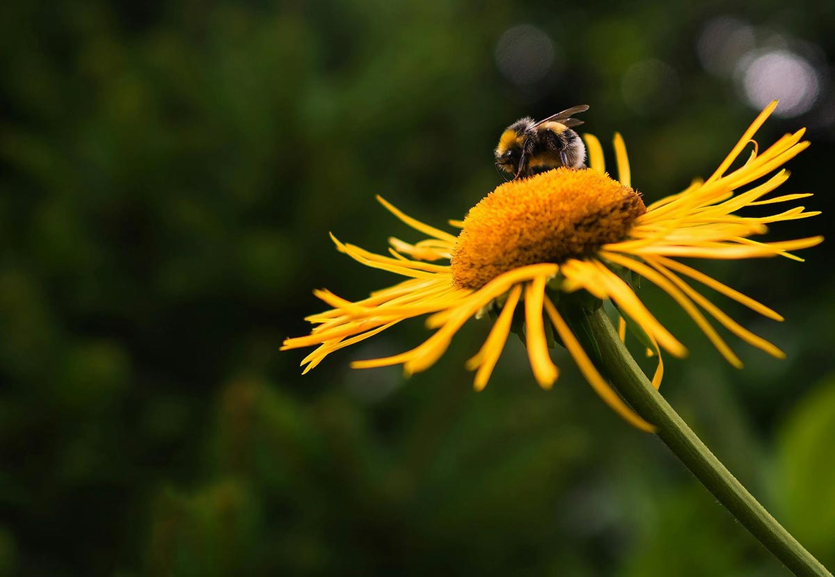 A bee rests on a yellow flower.
