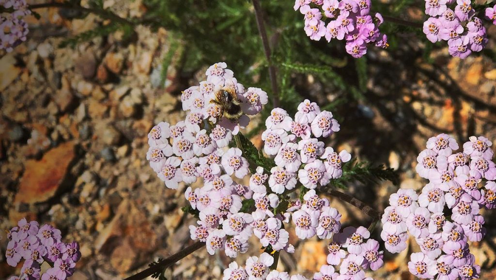 Mountain Yarrow Plant