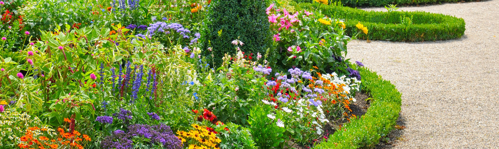 A colorful flower garden filled with a variety of blooming plants bordered by neatly trimmed hedges along a curved gravel pathway.