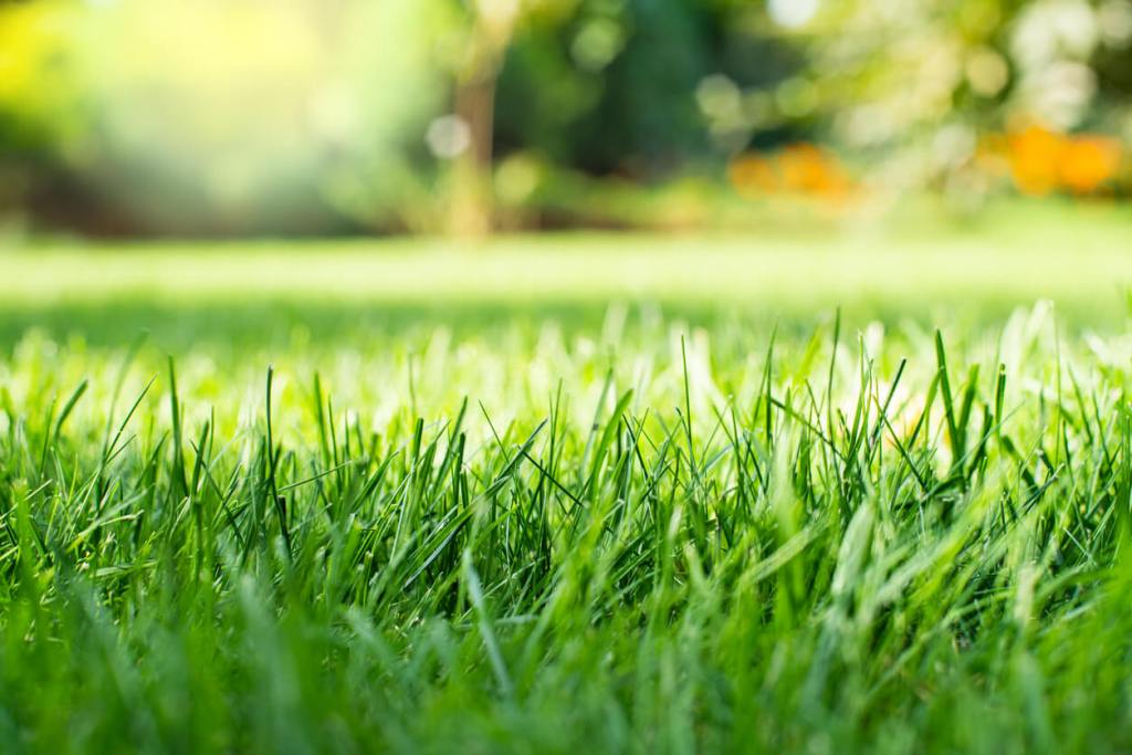 Close-up view of green grass blades in a sunlit lawn with a softly blurred garden background.