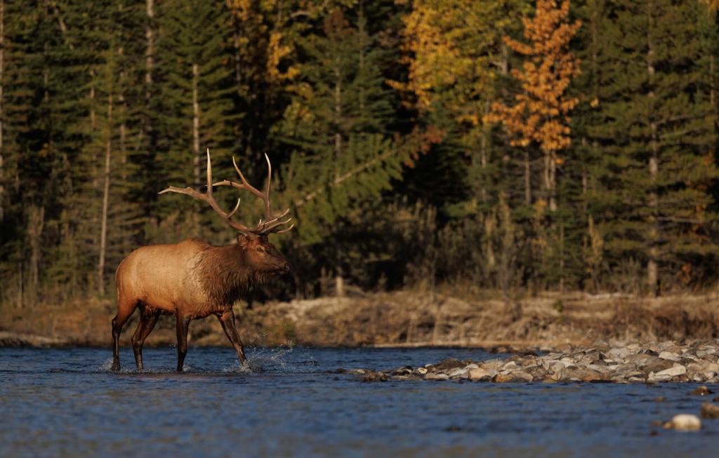 A bull elk with large antlers wades through a shallow river, with a backdrop of evergreen and autumn-colored trees.