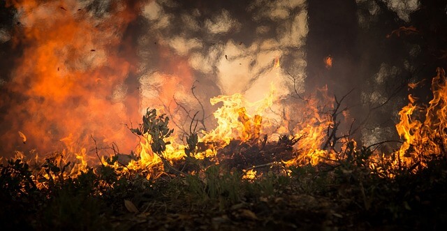 Flames burning through low vegetation in a forested area, with smoke rising behind the fire.