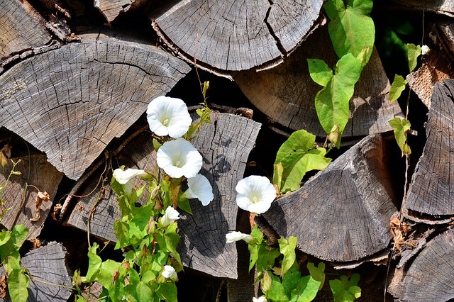 White wildflowers and green vines growing across a stack of cut wooden logs.