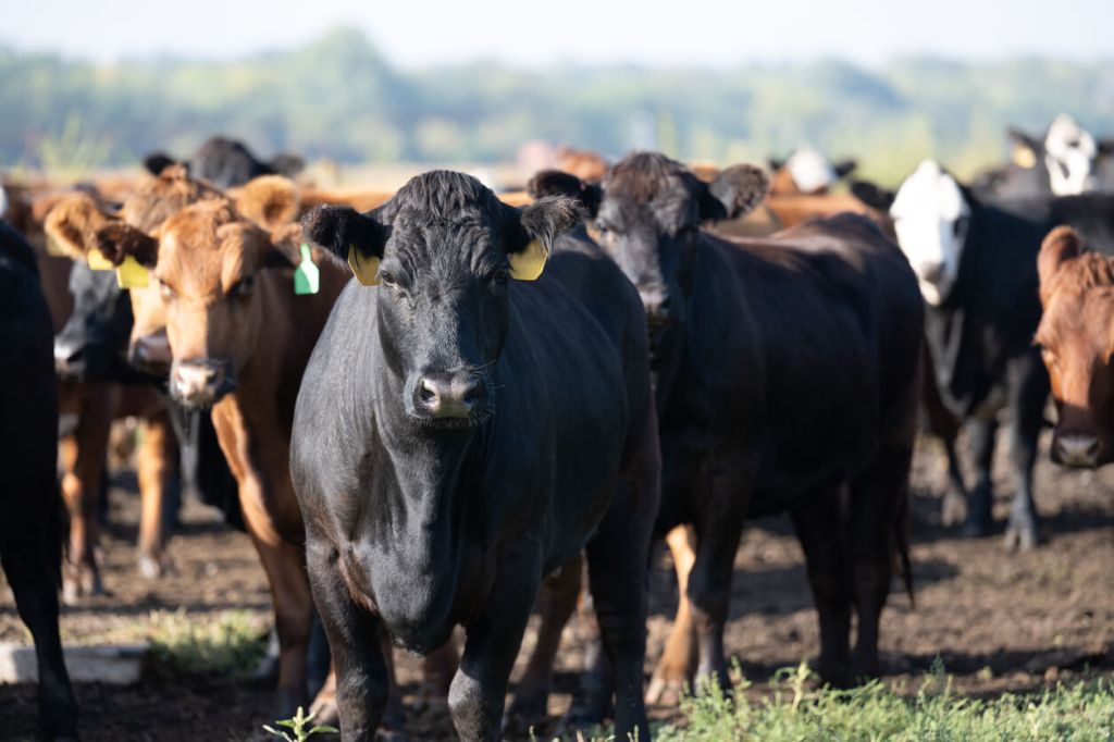 A group of beef cattle standing in a dirt lot, with a black cow in the foreground marked with yellow ear tags and other brown and black cattle gathered behind it.