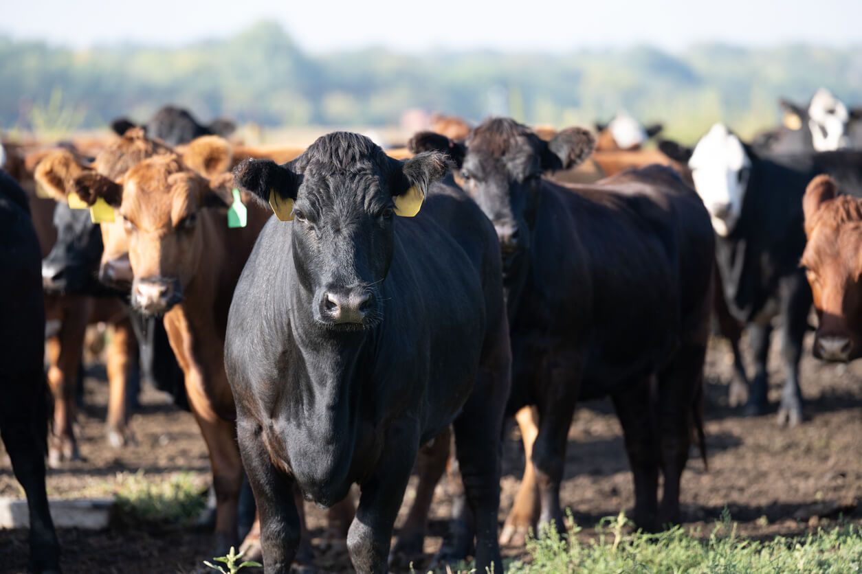 A group of beef cattle standing in a dirt lot, with a black cow in the foreground marked with yellow ear tags and other brown and black cattle gathered behind it.