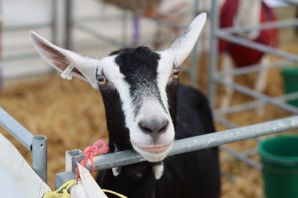 A black-and-white goat leans over a metal pen rail inside a livestock area with straw bedding and other pens in the background.