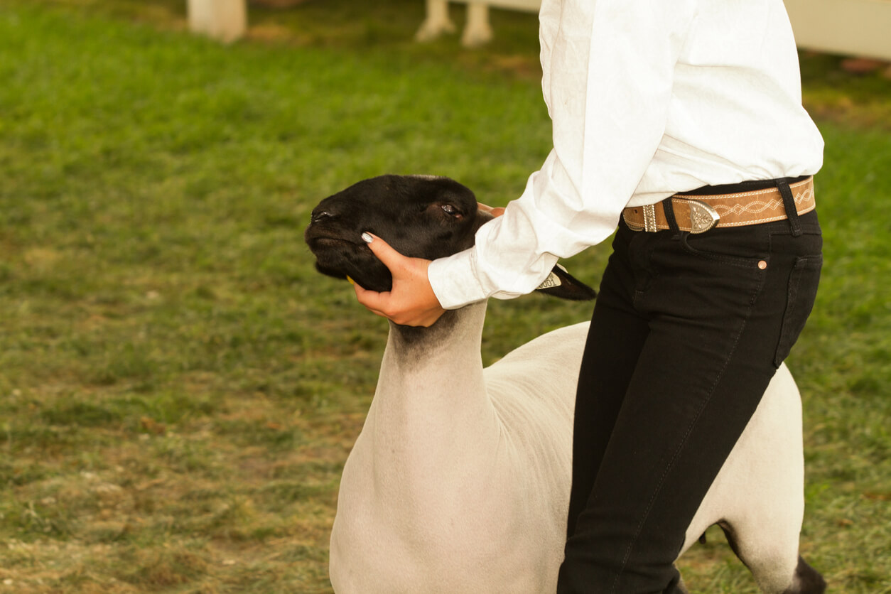 A handler positions a market lamb in a show ring, holding the animal’s head steady while standing beside it on a grassy surface.