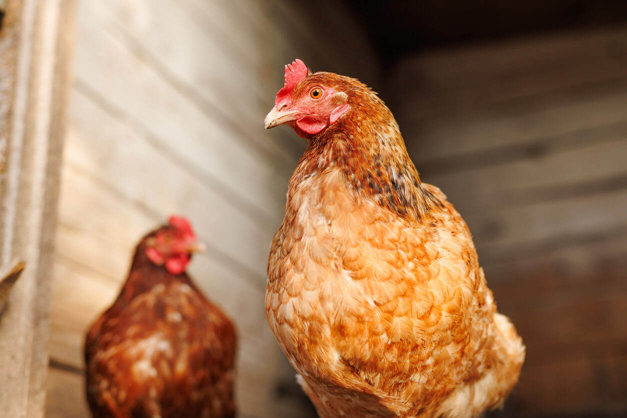 A close-up of a light-brown chicken standing inside a wooden coop, with another chicken in soft focus behind it.