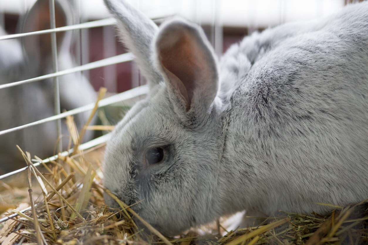 A light gray rabbit sits in a bed of straw inside a wire cage, with another rabbit partially visible in the background.