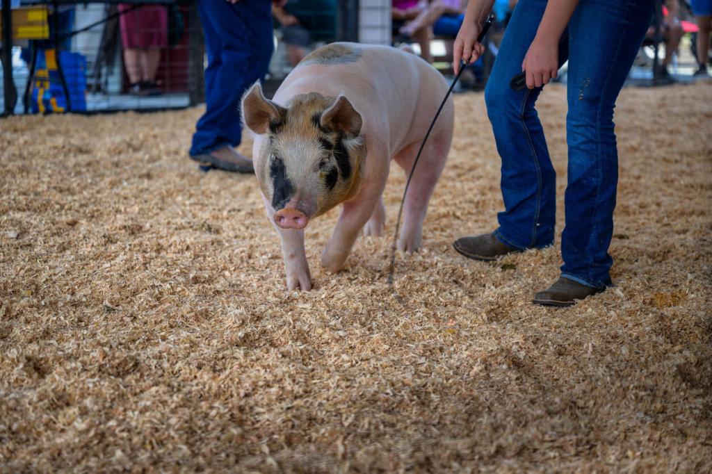 A pig walks across a show ring covered in wood shavings while a handler in jeans guides it with a small show whip.