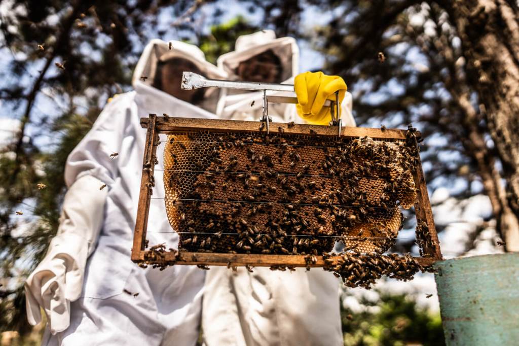 Two beekeepers in protective suits hold up a wooden frame covered with bees in an outdoor apiary.