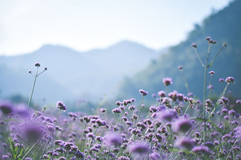 A field of purple wildflowers in the foreground with hazy mountain peaks in the distance.
