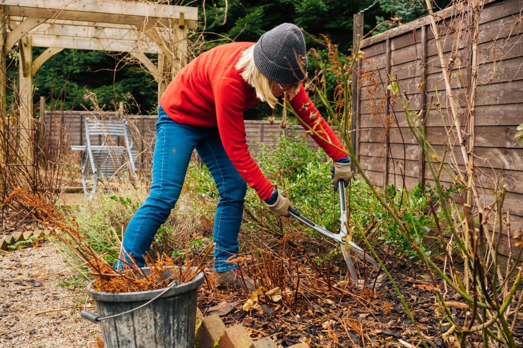 A person wearing outdoor winter clothing uses pruning shears to trim dried plants in a backyard garden.