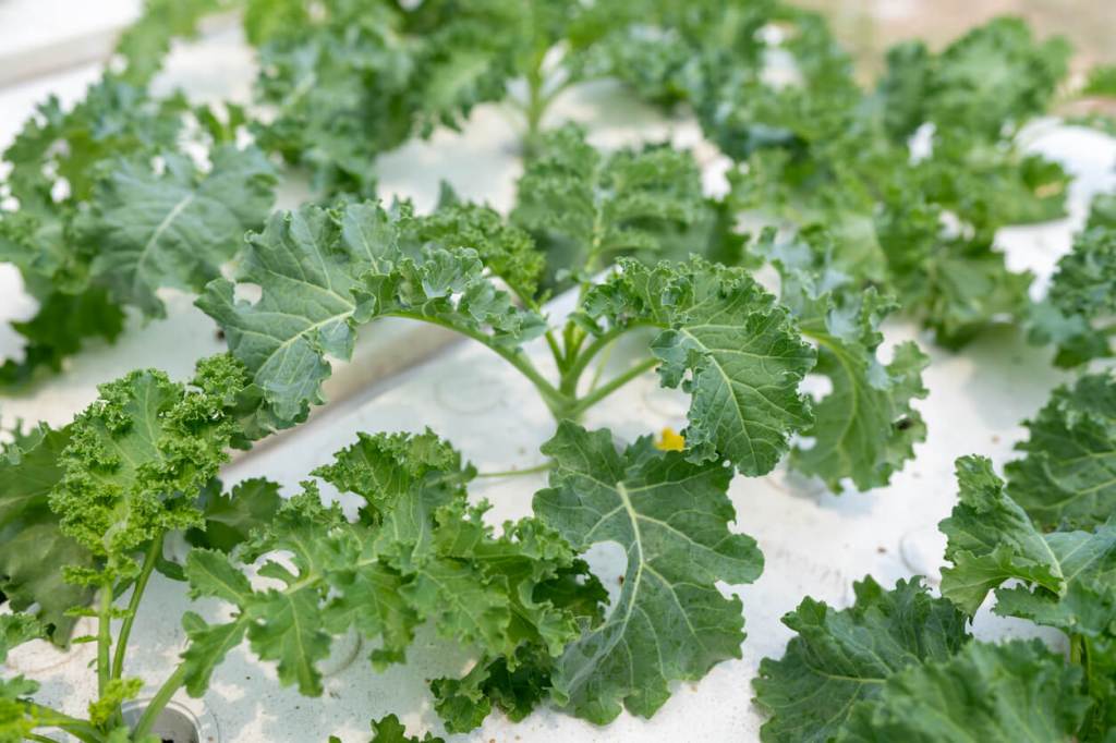 Rows of leafy green plants growing in a hydroponic system with a white planting surface.