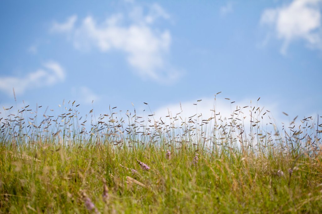 Tall grasses swaying on a hillside under a bright blue sky with scattered clouds.