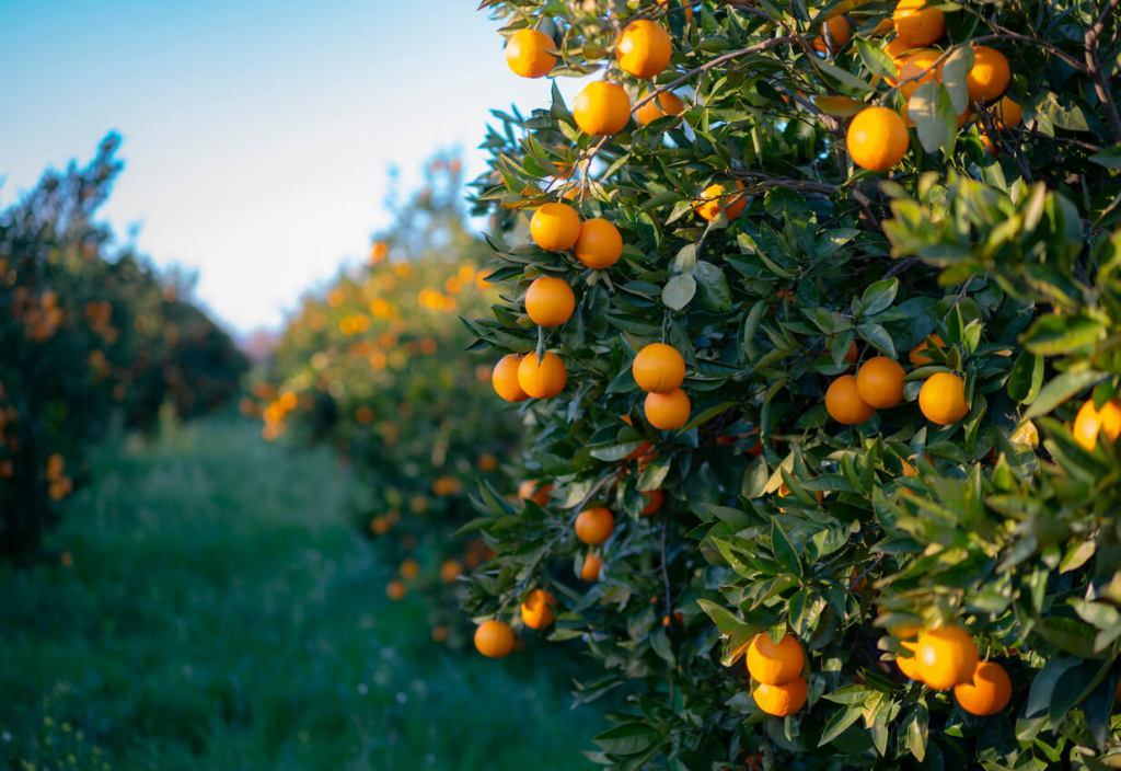 Rows of orange trees filled with bright, ripe fruit in a sunny orchard.