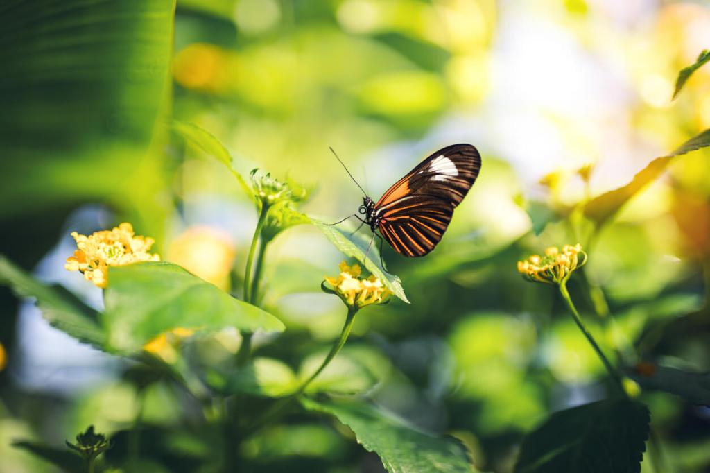 A butterfly with orange and black wings perches on small yellow flowers surrounded by green foliage.