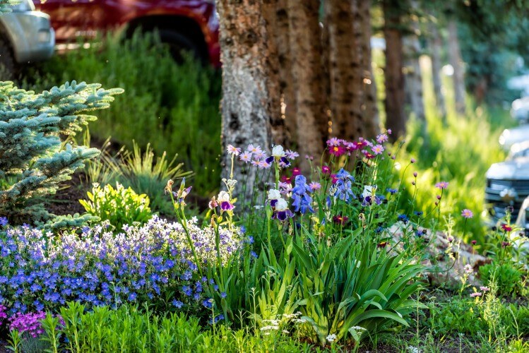 A lush mountain‑style garden filled with wildflower‑inspired plantings and evergreen accents.