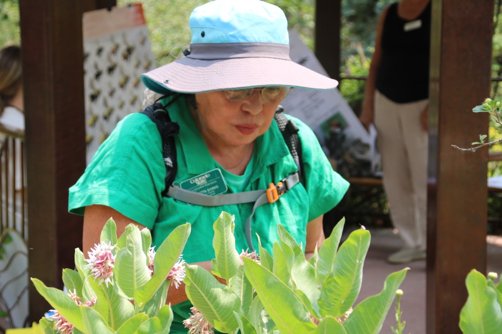 A woman works on plants, and is half obcured by leaves.