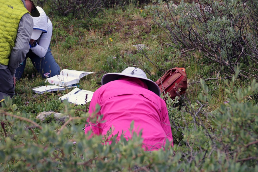 A participant in a boonie hat and pink rain jacket bends over vegetation, studying plants during a Native Plant Master Course