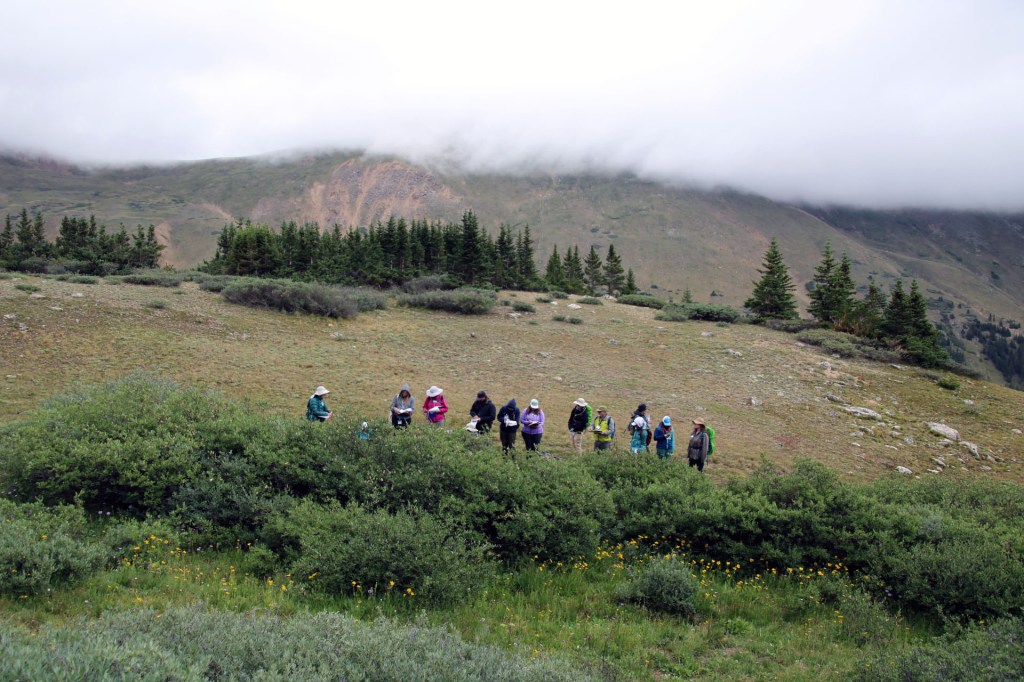 A landscape view of Loveland Pass on a foggy morning. Several Native Plant Master participants can be seen identifying plants.